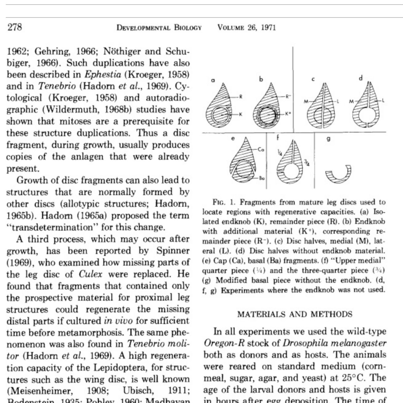 Homage to the enduring importance in biology of the Drosophila model ...