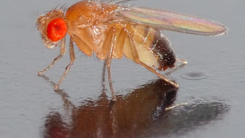 Image of a male Drosophila fly on a shiny surface