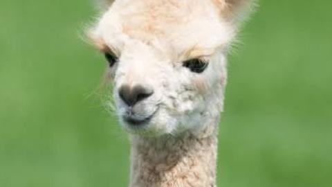 Young Alpaca