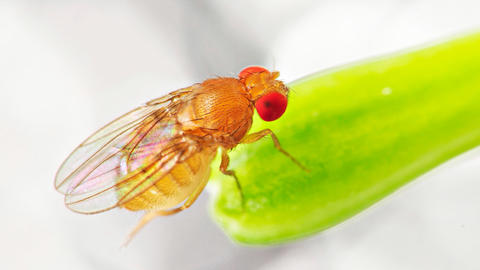 Close-up image of a female Drosophila (fruit fly)