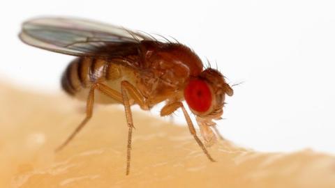 Drosophila melanogaster (feeding)