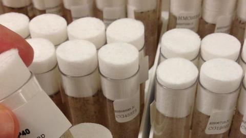 Drosophila culture vials