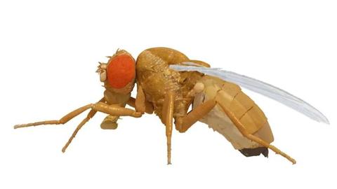 NueroMechFly