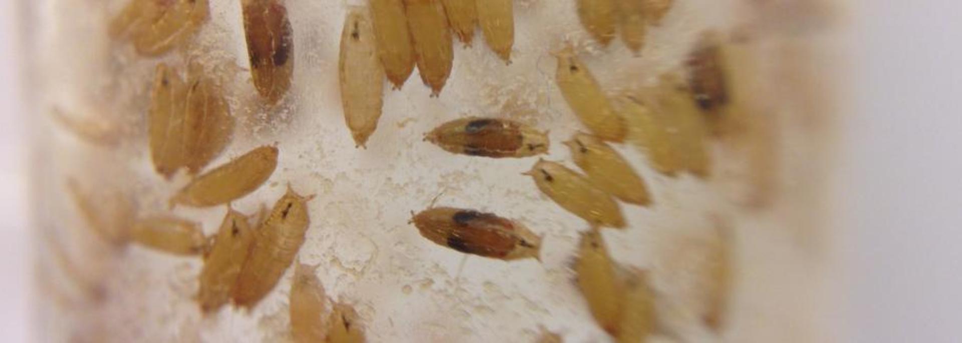 Drosophila pupae on the side of a standard lab vial